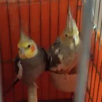 یک جفت عروس هلندی با قفس بزرگ