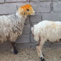 بره نروکاوه ماده فروشی