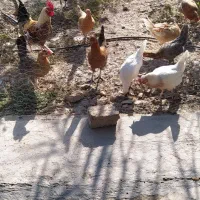 مرغ و خروس8میلیون