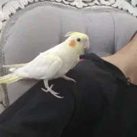 عروس هلندی لوتینو|پرنده|قرچک, مهدیه|دیوار