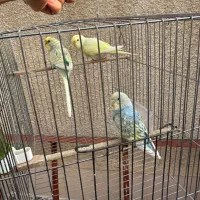 مرغ عشق رینبو