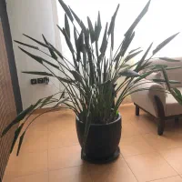 گیاه پرنده بهشتی|گل و گیاه طبیعی|رشت, دیلمان|دیوار