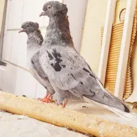 جفت کوهی هفترنگ دمسفید