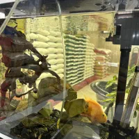 فروش برنج ایرانی و خارجی کالابرگ