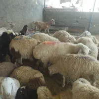گوسفند زنده ۴۰۰