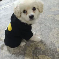 واگذاری سگ مالتیز تربیت شده