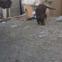 سگ نگهبان ،دمبلانی ،گارد|سگ|باغستان, |دیوار