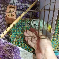 مرغ عشق سخنگو|پرنده|گرگان, |دیوار