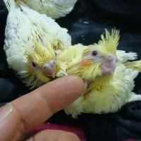 عروس هلندی|پرنده|پرند, فاز ۶|دیوار