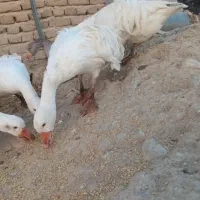 غاز سباستوپل فرانسوی وغاز عروس آلمانی|حیوانات مزرعه|رشت, پل تالشان|دیوار