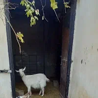 بز سانن و الپاین