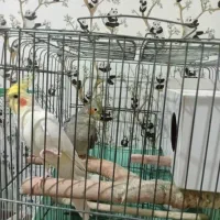 عروس هلندی جفت