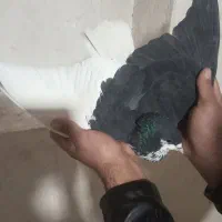 کبوتر شهری یال خوشرنگ سیاه سوسنی قهوه ای