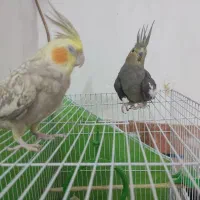 عروس هلندی فروشی