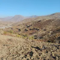 باغ انگور|فروش دفتر صنعتی، کشاورزی، تجاری|مریوان, |دیوار