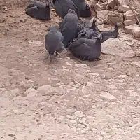 فروش مرغ شاخدار