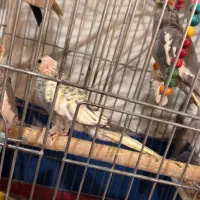 عروس هلندی|پرنده|ری, حمزه‌آباد|دیوار