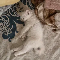 گربه پرشین