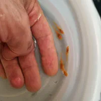کت پوزه بوته سوپر باله مشکی و آلبینو در سه سایز|ماهی|اصفهان, آبشار|دیوار