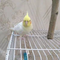 عروس هلندی نر|پرنده|درگزین, |دیوار