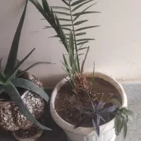 گلهای آپارتمانی زیبا بزرگ با گلدان|گل و گیاه طبیعی|گلبهار, شهر جدید گلبهار|دیوار