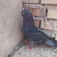 کفتر