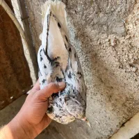 ۲۰هفترنگ خطی قفس جفتگاه پشتار پشت سرخ قارا دم سفید