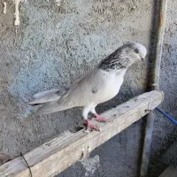 شیخ|پرنده|چمران, |دیوار