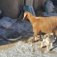 یک عدد بز با دو بزغاله نر ماده