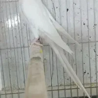 عروس هلندی نژاد دار|پرنده|شیراز, گویم|دیوار