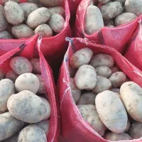 سیب زمینی جیلی