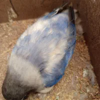 خرید یا معاوضه با اکانت کالاف