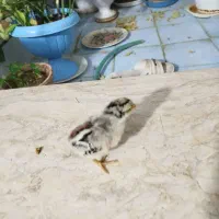 خروس|حیوانات مزرعه|خرم بید, |دیوار