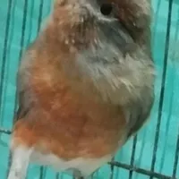 با سلام قناری تو سرخ نر جوجه یک ساله