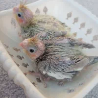 عروس هلندی سرلاکی