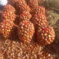 پیاز طلایی|خوردنی و آشامیدنی|روانسر, |دیوار