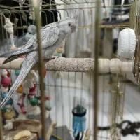 عروس هلندی ماده سالم و آمادگی برای تخم گذاری