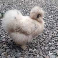 مرغ و خروس ابریشمی|حیوانات مزرعه|کیاشهر, |دیوار