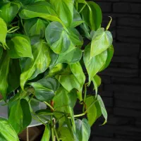 کود ارگانیک/باغداری/کشاورزی/گیاه اپارتمانی/درختان