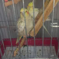 عروس هلندی عروس هلندی نر و ماده|پرنده|کرج, شاهین‌ویلا|دیوار