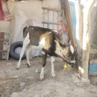 گاو و گوساله|حیوانات مزرعه|سرپل ذهاب, |دیوار