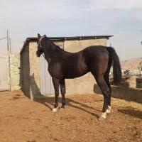 اسب نریان ترکمن اخال|اسب و تجهیزات اسبسواری|لواسان, |دیوار