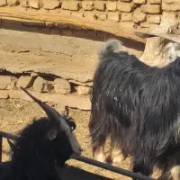 نربز|حیوانات مزرعه|جوادآباد, |دیوار