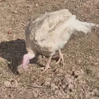 بوقلمون گوشتی