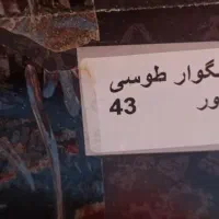 کفش ایمنی|کیف، کفش، کمربند|شیراز, لاله|دیوار