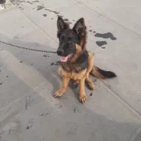 سگ ژرمن