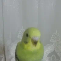 فروش 1جوجه مرغ عشق سرلاکی 30روزه|پرنده|بندرعباس, |دیوار