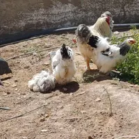 مرغ و خروس برهما|حیوانات مزرعه|تهران, نازی‌آباد|دیوار