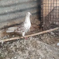 کبوتر پرشی|حیوانات|زنجان, |دیوار