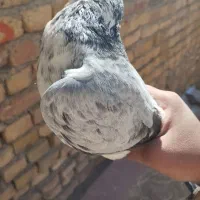 کبوتر شازده|پرنده|نورآباد, |دیوار